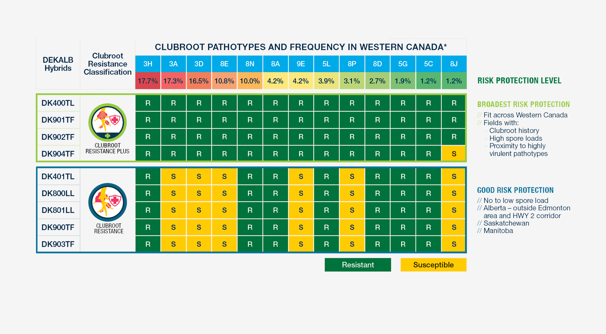 Chart titled "Clubroot Pathotypes and Frequency in Western Canada" showing resistance classifications of DEKALB canola hybrids against various clubroot pathotypes. Hybrids DK400TL, DK901TF, DK902TF, and DK904TF are labeled "Clubroot Resistance Plus" and marked resistant (green) to most pathotypes including 3H, 3A, 3D, 6E, 8N, 8A, 9E, 5L, 8P, 8D, 5G, but susceptible (yellow) to 6J. Hybrids DK401TL, DK800LL, DK801LL show more susceptibility. A legend explains green = resistant, yellow = susceptible. Additional text outlines risk protection levels: "Broadest Risk Protection" for high spore load fields and "Good Risk Protection" for low spore load areas.